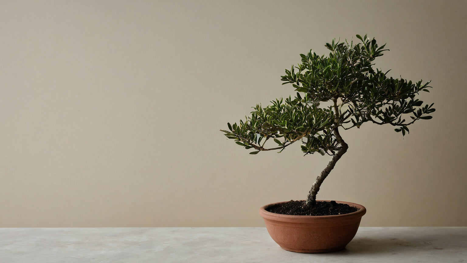 A living tree representing the long-term growth that retirement withdrawals can interrupt